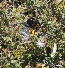 Synemon parthenoides