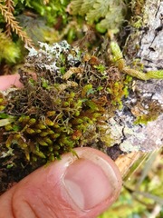 Hymenophyllum armstrongii