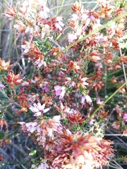 Erica interrupta