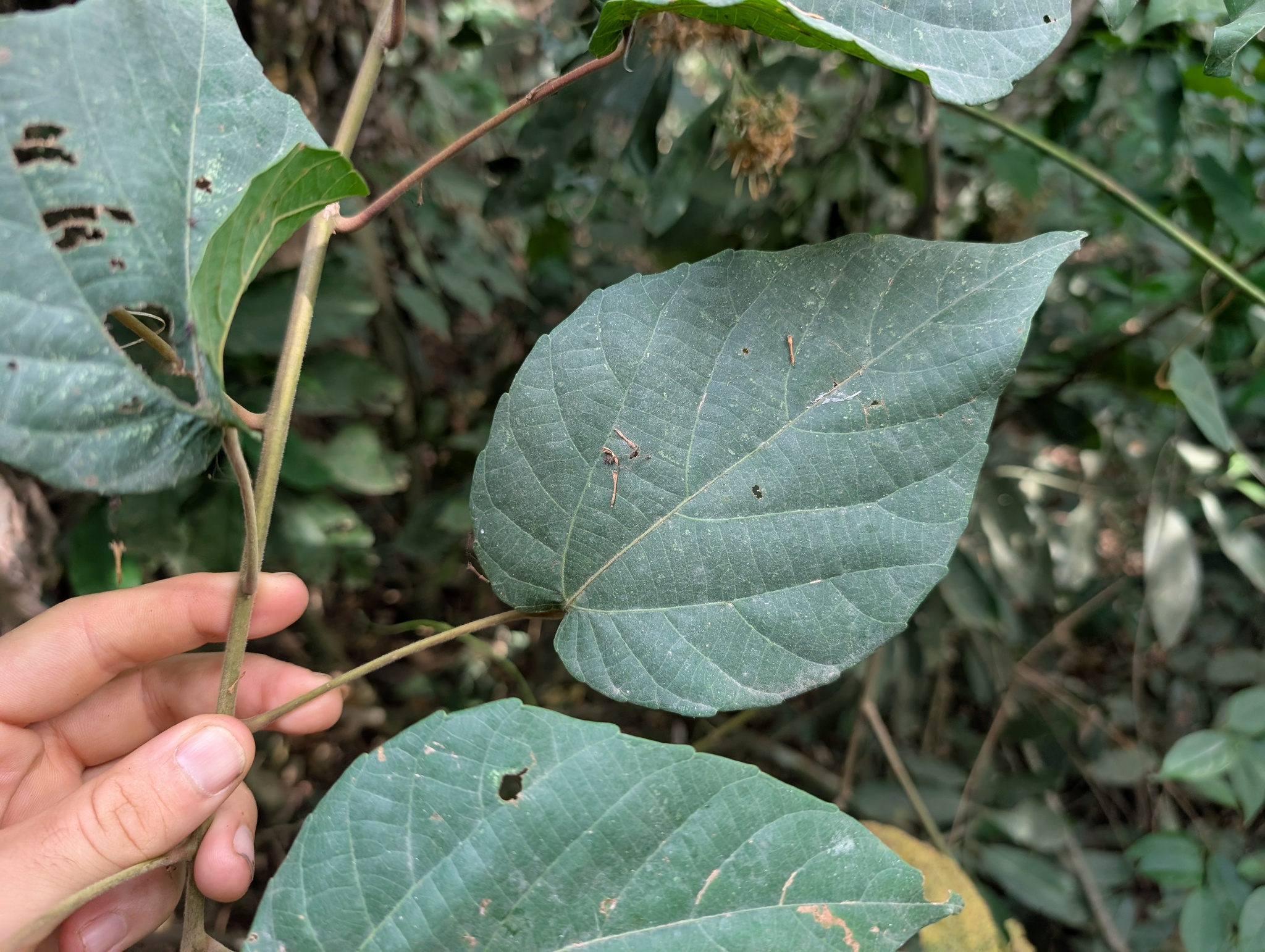 Christmasbush (Alchornea cordifolia)