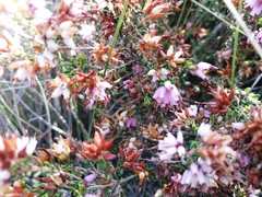 Erica interrupta
