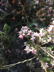 Erica interrupta