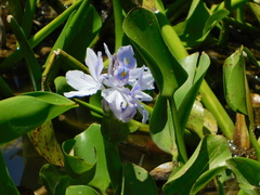 Pontederia crassipes