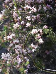Erica interrupta