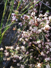 Erica interrupta