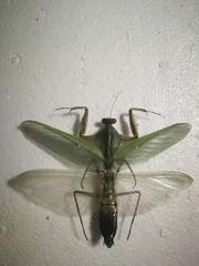 Rhombodera