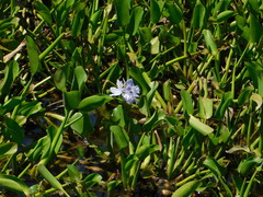 Pontederia crassipes