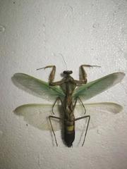 Rhombodera