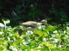 Jacana spinosa