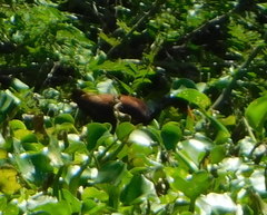 Jacana spinosa