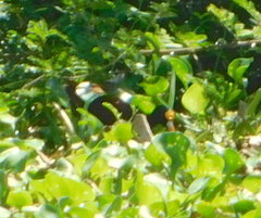 Jacana spinosa
