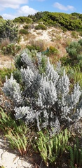 Ozothamnus turbinatus