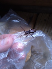 Eodorcadion carinatum