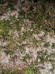 Convolvulus waitaha