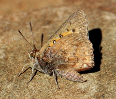 Aloeides apicalis
