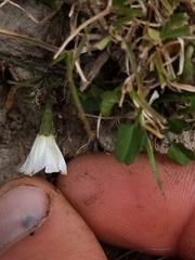 Convolvulus waitaha