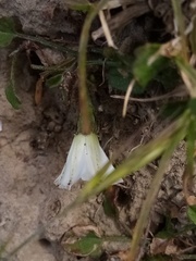 Convolvulus waitaha