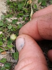 Convolvulus waitaha