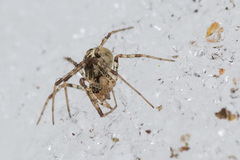 Pityohyphantes phrygianus