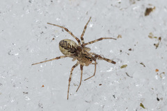 Pityohyphantes phrygianus