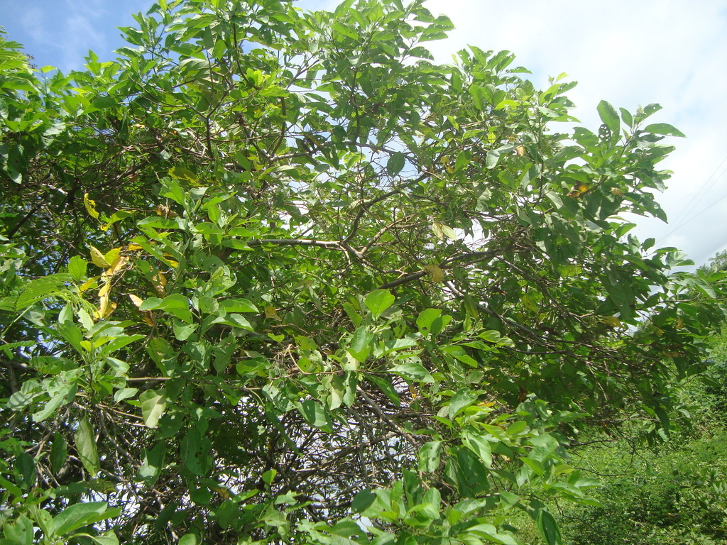 Cordia (Clasificacion Taxonomica del Sector El Mango del Corregimiento ...