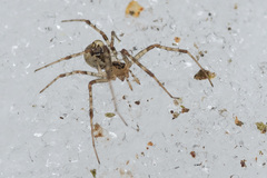 Pityohyphantes phrygianus