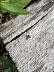 Stenaelurillus abramovi