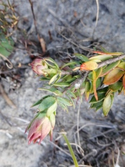 Liparia splendens comantha
