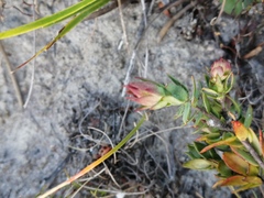 Liparia splendens comantha