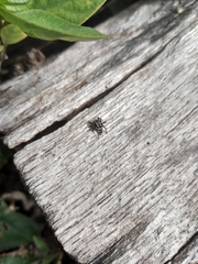 Stenaelurillus abramovi