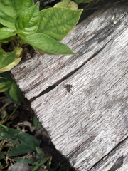 Stenaelurillus abramovi