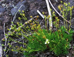 Saxifraga bronchialis funstonii