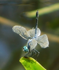 Micrathyria aequalis