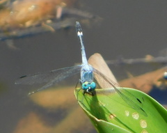 Micrathyria aequalis