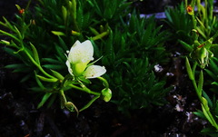 Saxifraga bronchialis funstonii