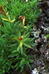Saxifraga bronchialis funstonii