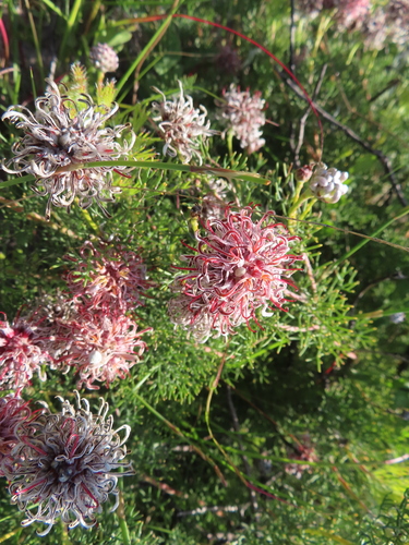 Hawekwa Spiderhead (Serruria acrocarpa)