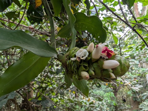 African Spiral Flag (Costus lucanusianus)
