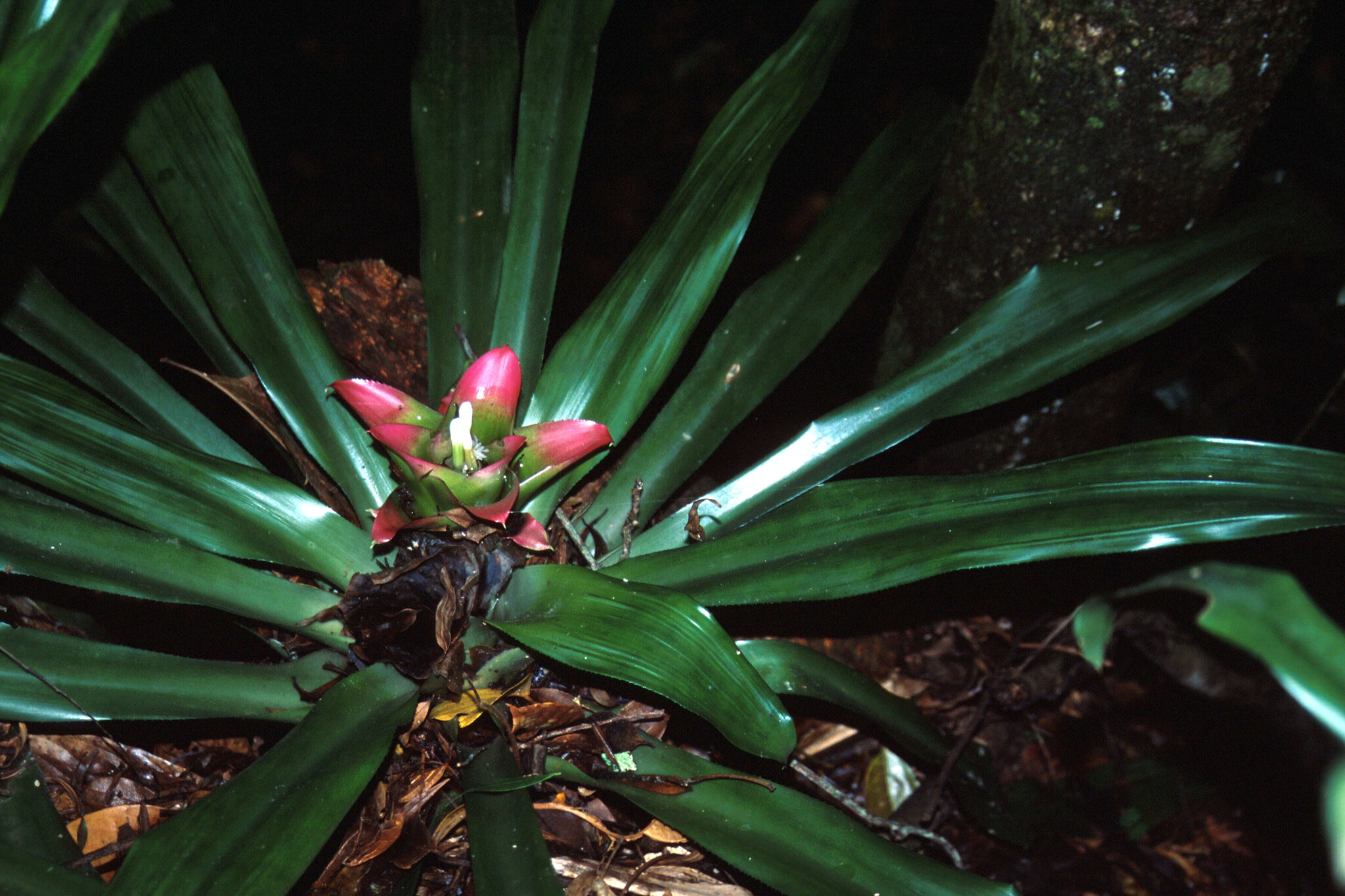 Nidularium innocentii