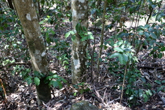 Daphnandra johnsonii