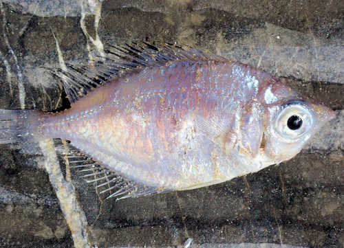 Lowfin (Parequula melbournensis) — Gerreidae — 3