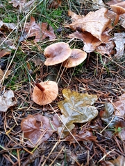 Lactarius hepaticus