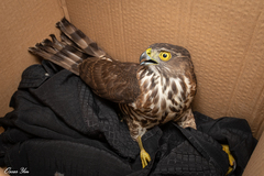 Accipiter virgatus fuscipectus