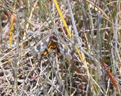 Synemon parthenoides