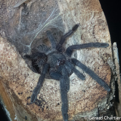 Chilobrachys