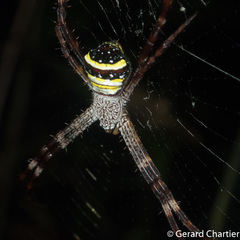 Argiope versicolor