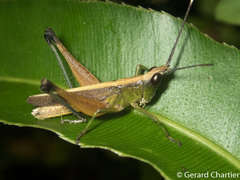 Phlaeoba antennata