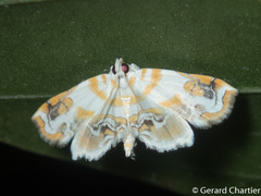 Musotima
