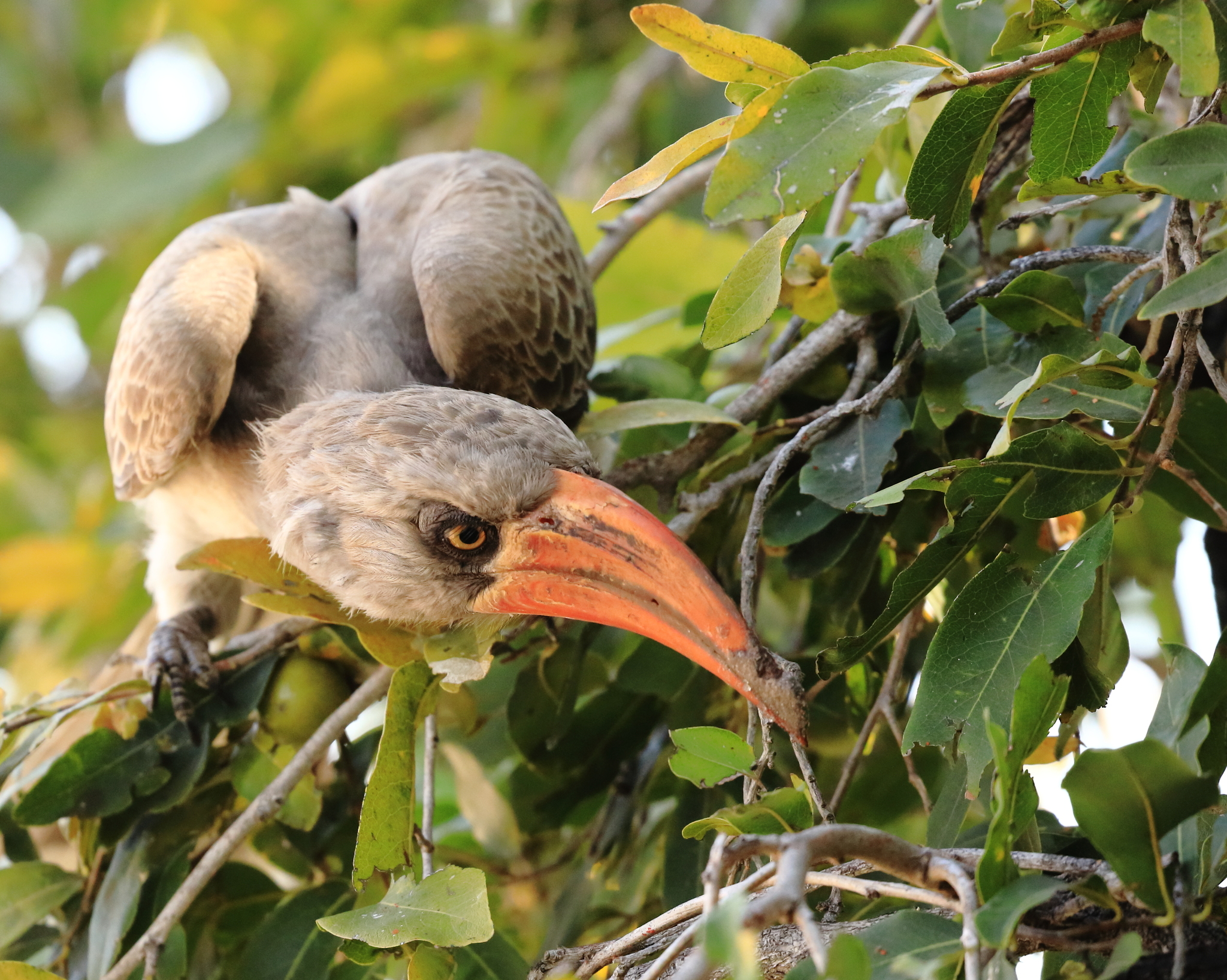Bradfield's Hornbill (Lophoceros bradfieldi), photo 10