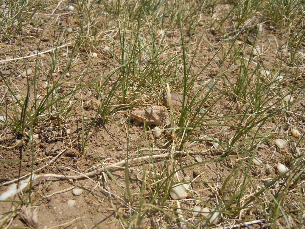 Mongolotmethis kozlovi